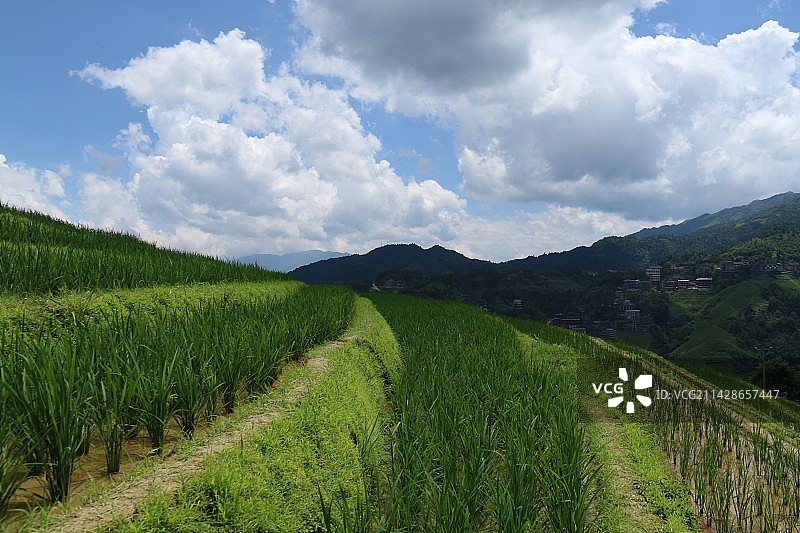 龙脊梯田（龙胜梯田）水稻图片素材