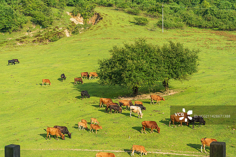 重庆武隆仙女山图片素材