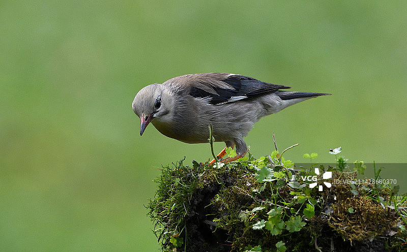 丝光椋鸟图片素材