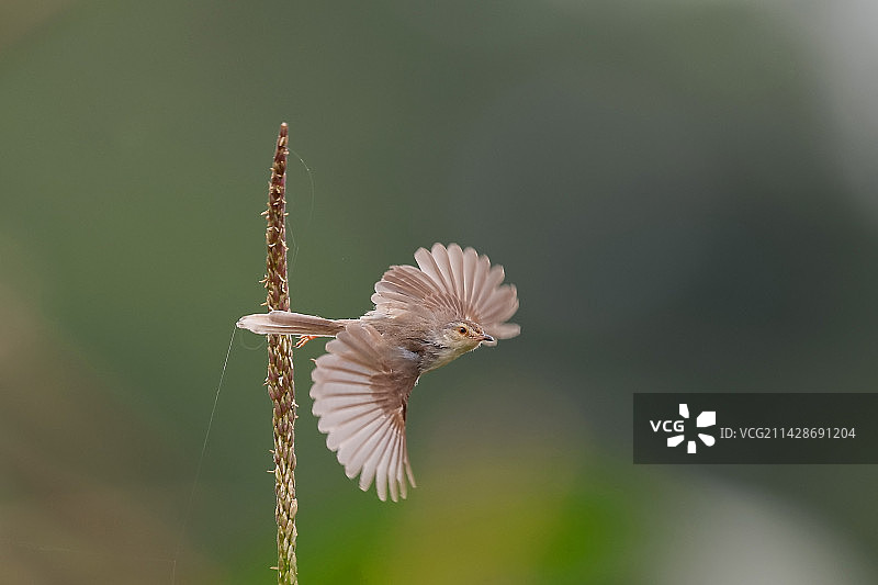 鹪莺飞舞图片素材