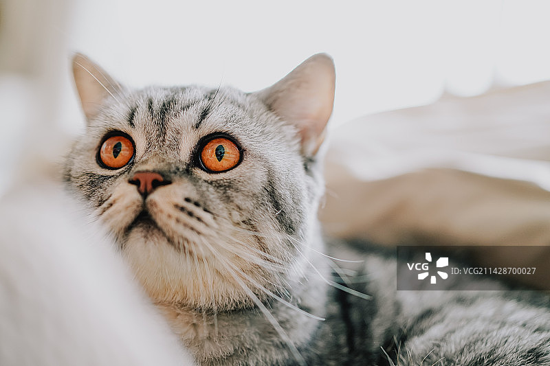 懒人沙发里的猫咪特写图片素材