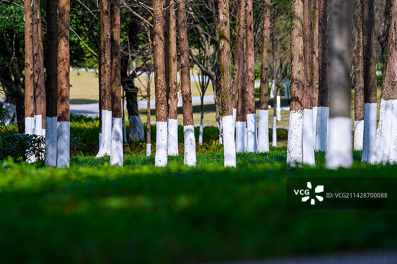 园林绿化 公园树根刷白色石灰浆图片素材