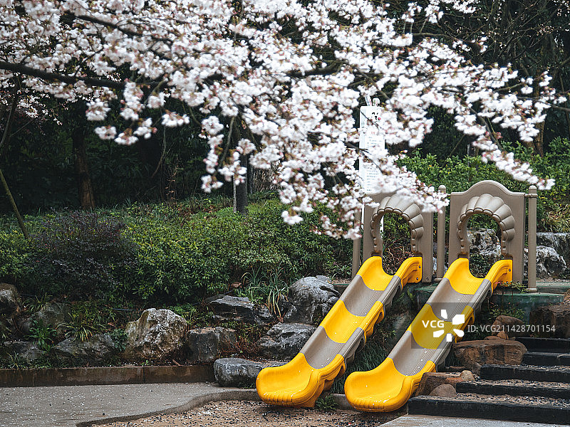 樱花滑滑梯图片素材