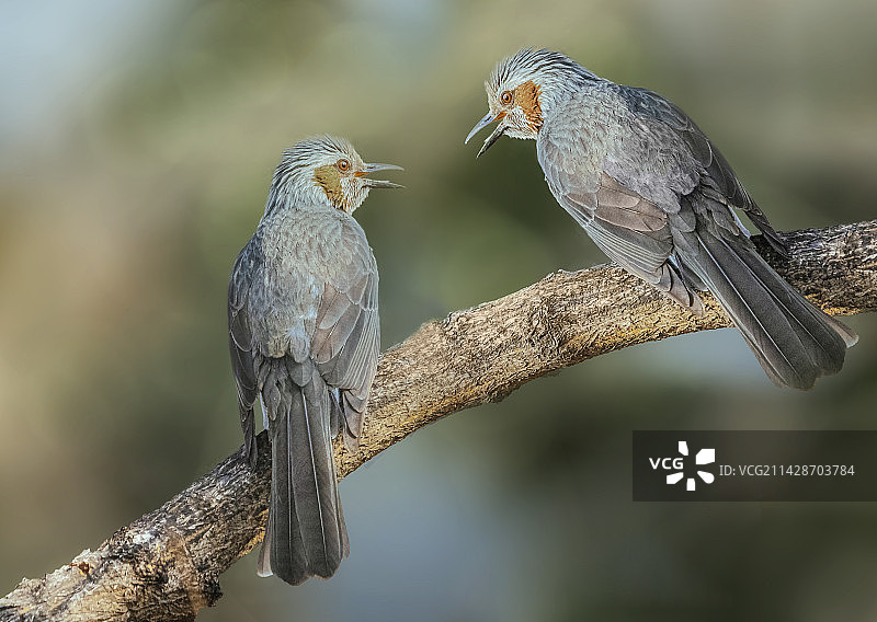 你是谁（栗耳）图片素材