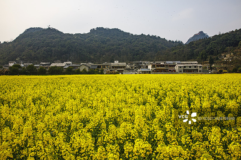 全国重点文物保护单位，著名景点，中国贵州安顺市西秀区七眼桥云峰屯堡云山屯本寨古建筑群，油菜花图片素材