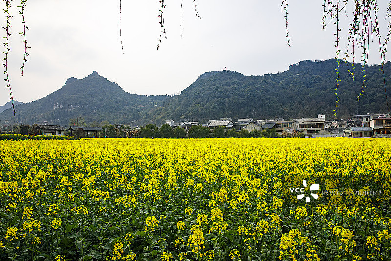全国重点文物保护单位，著名景点，中国贵州安顺市西秀区七眼桥云峰屯堡云山屯本寨古建筑群，油菜花图片素材