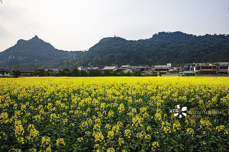 全国重点文物保护单位，著名景点，中国贵州安顺市西秀区七眼桥云峰屯堡云山屯本寨古建筑群，油菜花图片素材