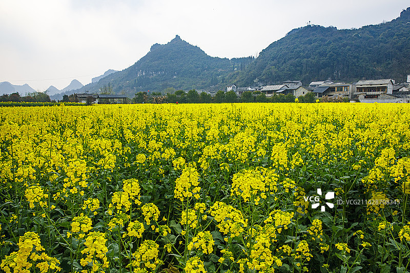 全国重点文物保护单位，著名景点，中国贵州安顺市西秀区七眼桥云峰屯堡云山屯本寨古建筑群，油菜花图片素材