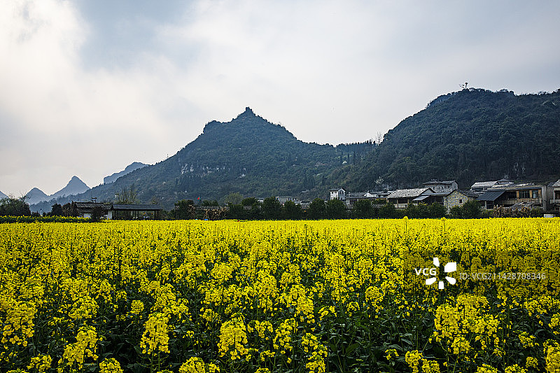全国重点文物保护单位，著名景点，中国贵州安顺市西秀区七眼桥云峰屯堡云山屯本寨古建筑群，油菜花图片素材