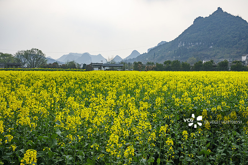 全国重点文物保护单位，著名景点，中国贵州安顺市西秀区七眼桥云峰屯堡云山屯本寨古建筑群，油菜花图片素材