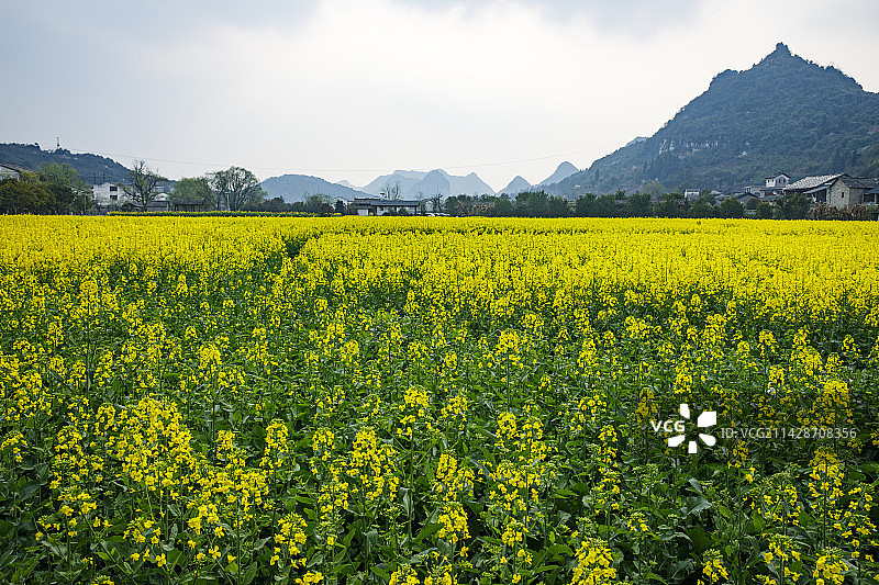 全国重点文物保护单位，著名景点，中国贵州安顺市西秀区七眼桥云峰屯堡云山屯本寨古建筑群，油菜花图片素材