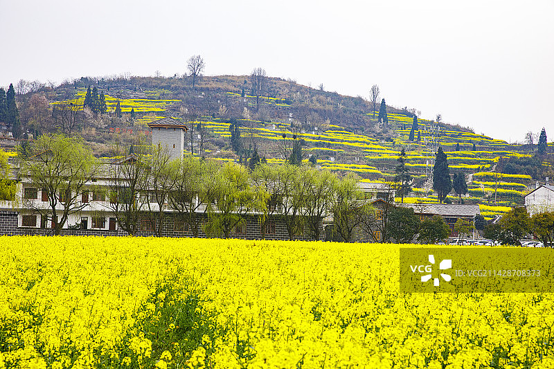 全国重点文物保护单位，著名景点，中国贵州安顺市西秀区七眼桥云峰屯堡云山屯本寨古建筑群，油菜花图片素材