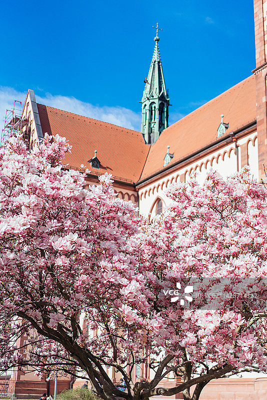 春天来临，粉色的玉兰花盛开，背景是西方教堂图片素材