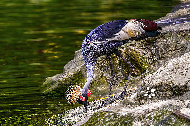 东非冠鹤01图片素材