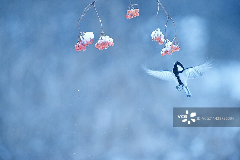 大山雀图片素材