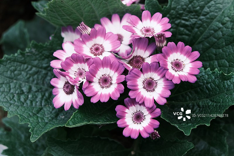 瓜叶菊 特写图片素材