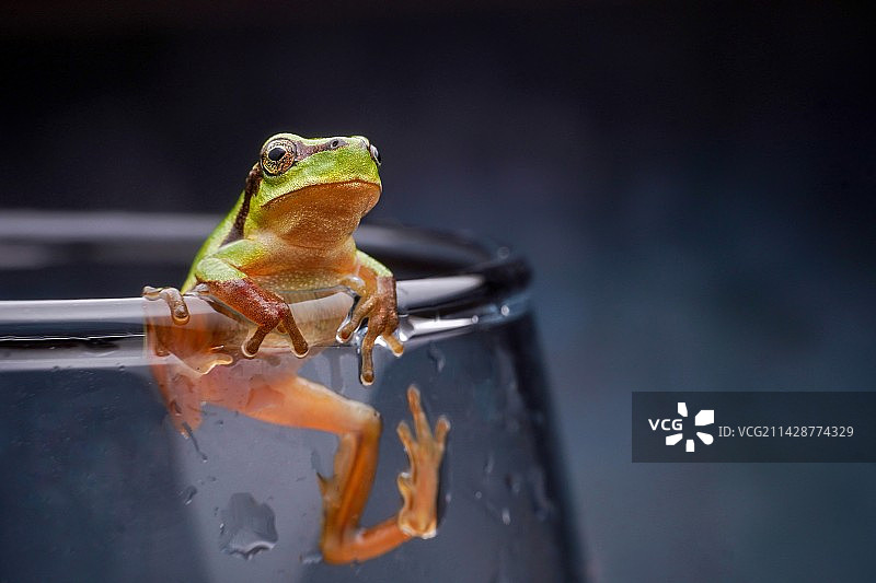 小王子~树蛙图片素材