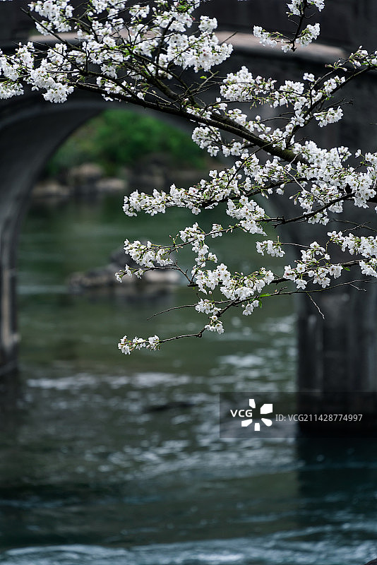 春天盛开的樱花图片素材