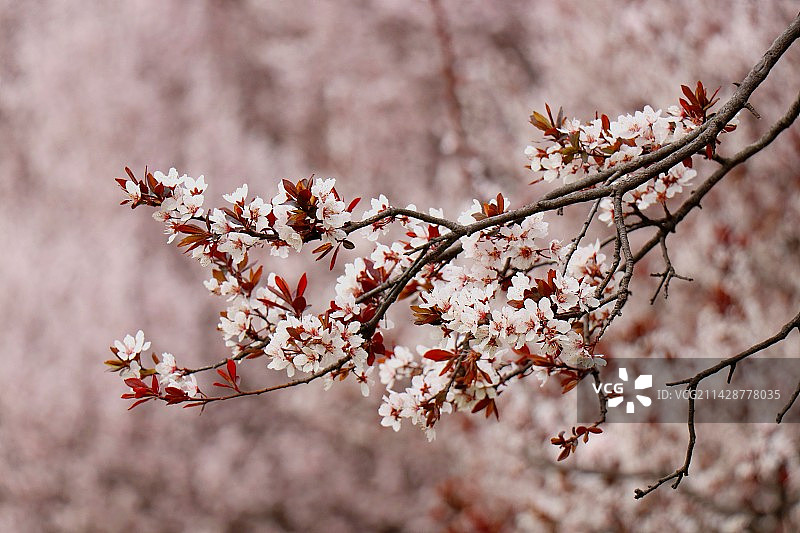 紫叶李图片素材