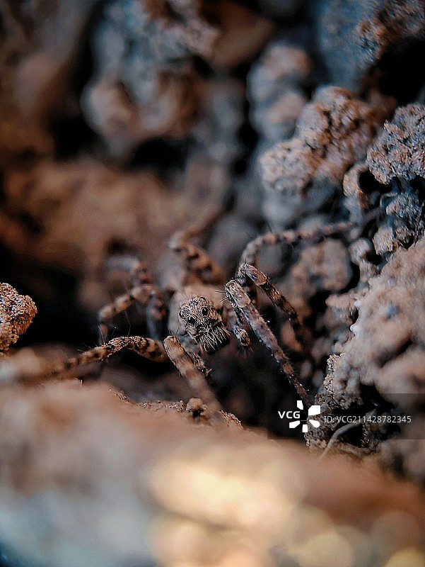 家乡麦田土坷垃里的小狼蛛图片素材