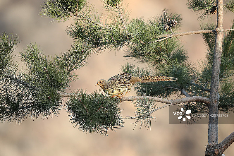 红腹锦鸡雌鸟图片素材