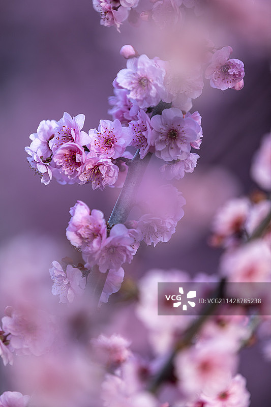 日照银河公园美人梅花开图片素材