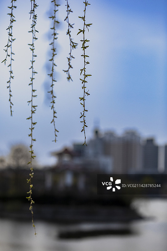 日照银河公园美人梅花开图片素材