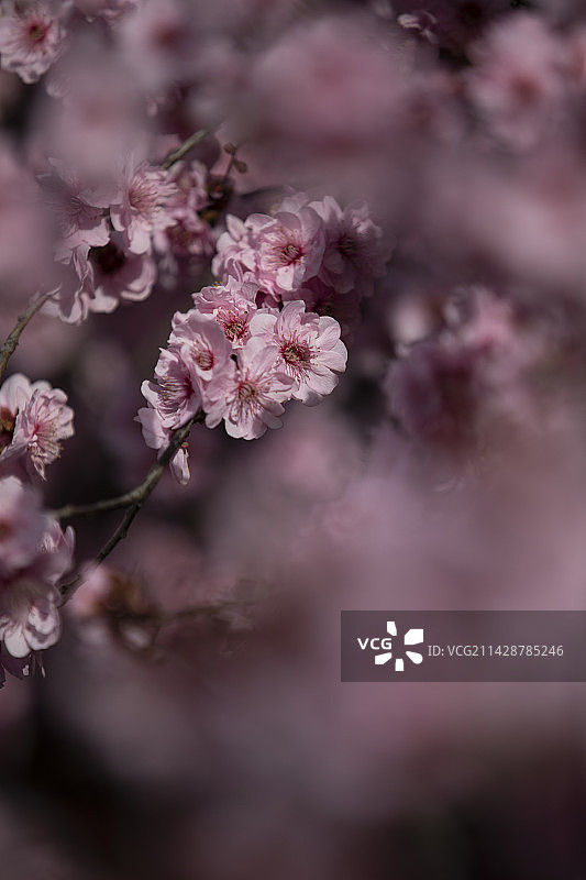 日照银河公园美人梅花开图片素材