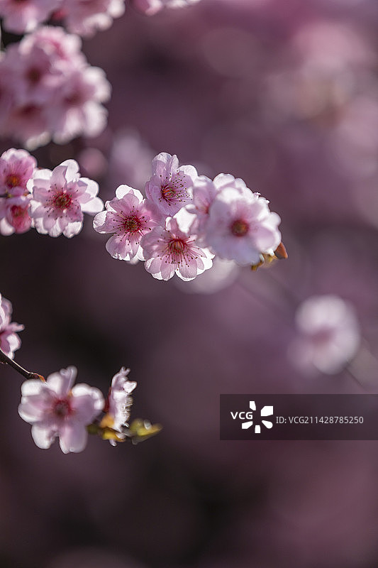 日照银河公园美人梅花开图片素材