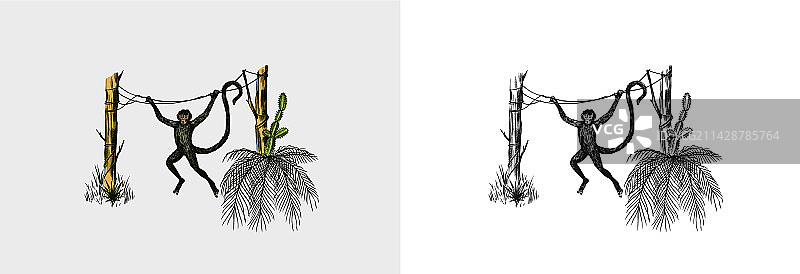 椰子树上跳跃的猴子热带风光图片素材