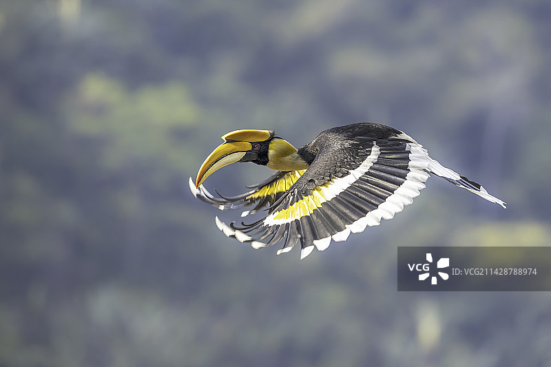 双角犀鸟图片素材