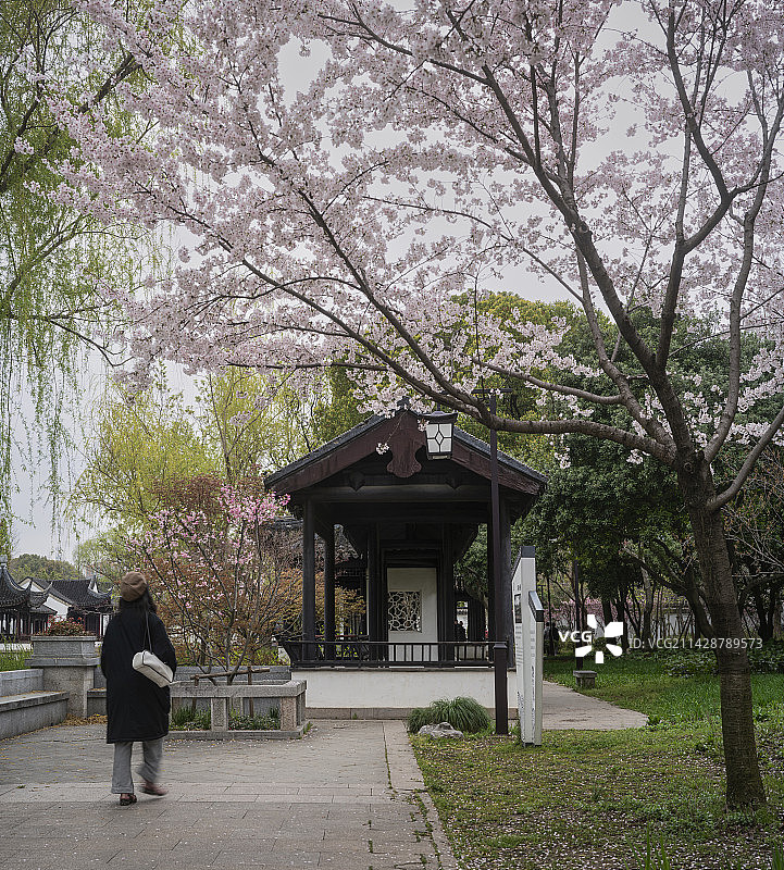 苏州枫桥景区，春三月，樱花季图片素材