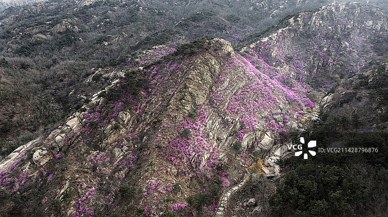 青岛大珠山万亩杜鹃花海风光图片素材