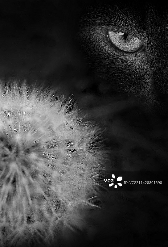 蒲公英与黑猫图片素材