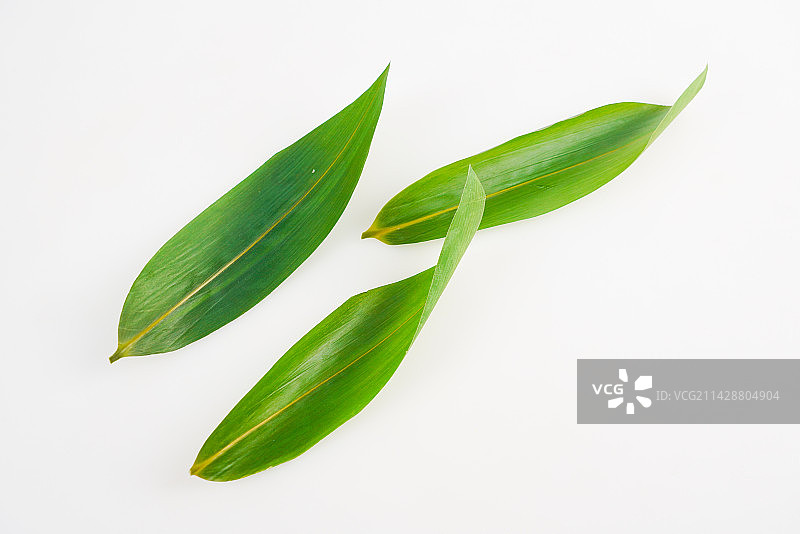 小棕叶图片素材