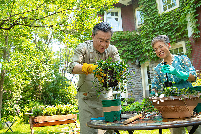 老年夫妇在院子里修剪花草图片素材