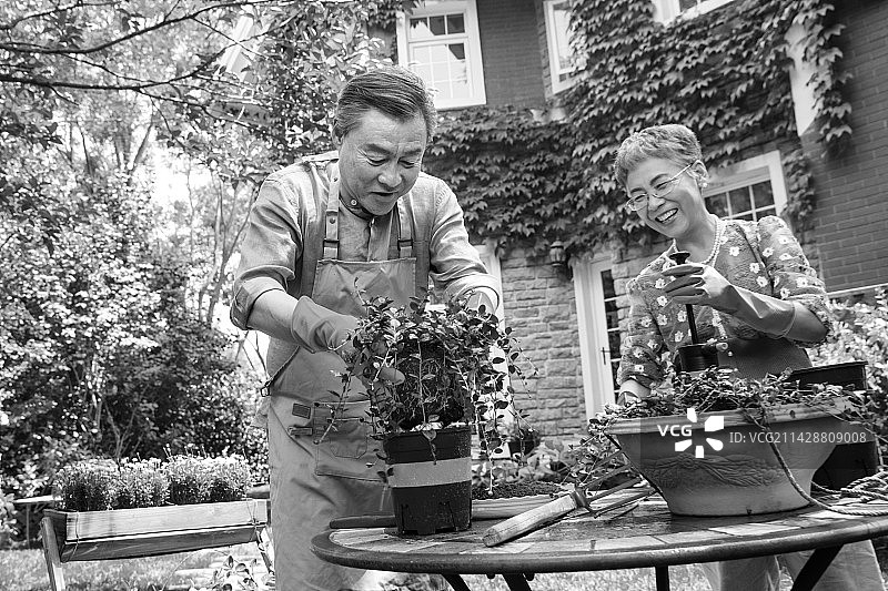 老年夫妇在院子里修剪花草图片素材
