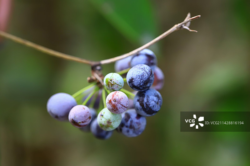 土茯苓图片素材