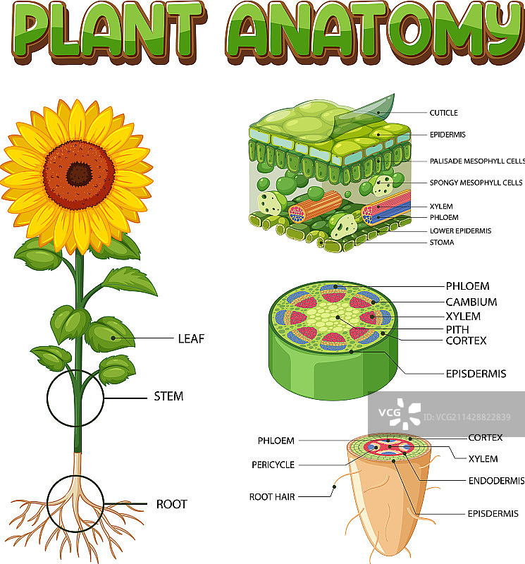 植物内部结构图图片素材