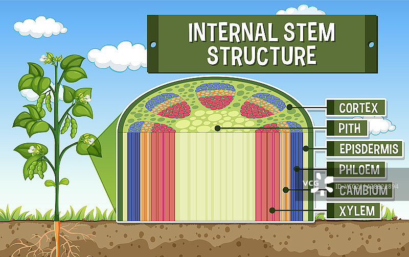 茎的内部结构图图片素材