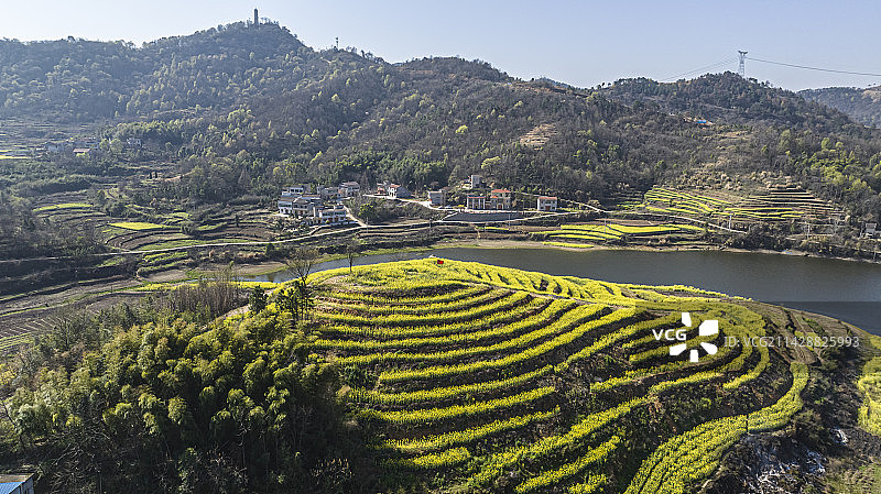 湖北黄冈浠水县城山村梯田油菜花景色图片素材