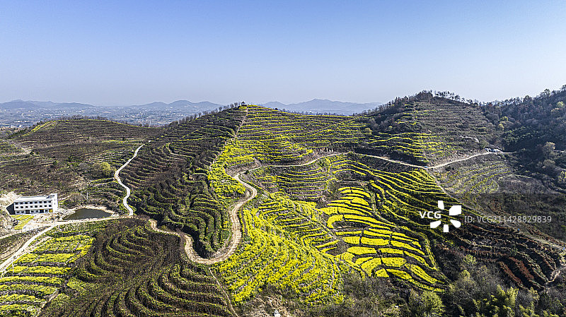 湖北黄冈浠水县城山村梯田油菜花景色图片素材