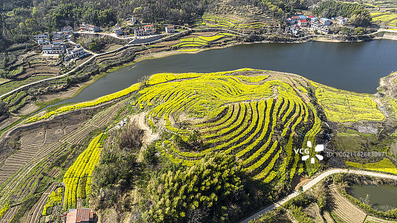 湖北黄冈浠水县城山村梯田油菜花景色图片素材