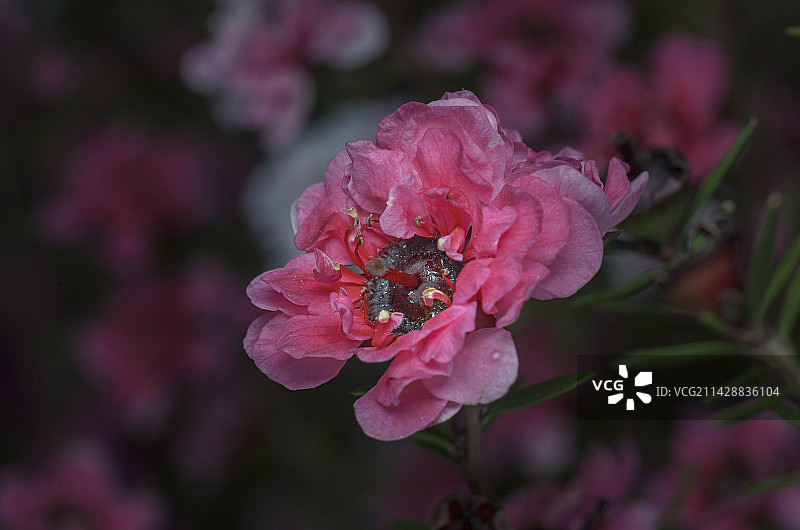 松红梅/松叶牡丹图片素材