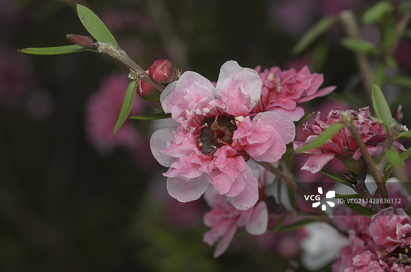 松红梅/松叶牡丹图片素材