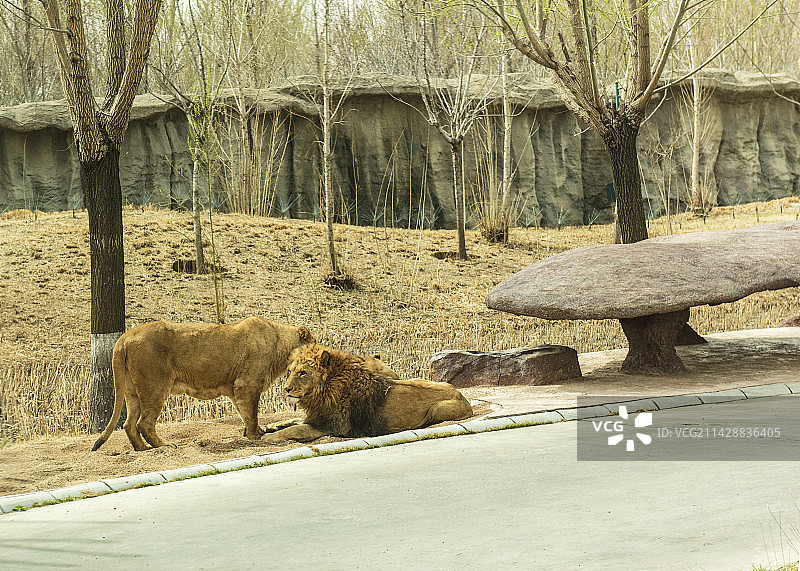 北京野生动物园猛兽区的一只雄狮和一只雌狮图片素材