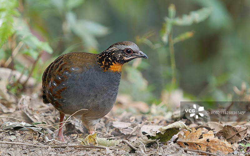 红喉山鹧鸪图片素材