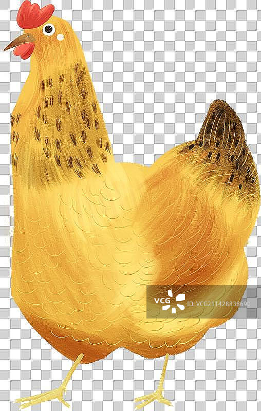 母鸡元素图片素材