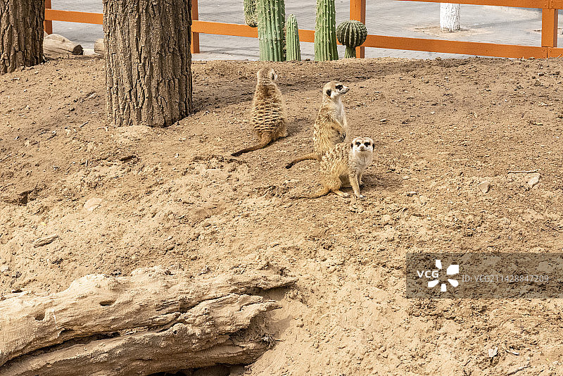 北京野生动物园的一群狐獴图片素材