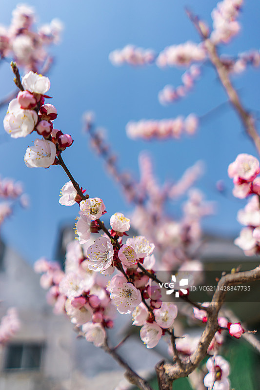 中国野生植物拍摄主题，特写拍摄春天的杏树和一簇白色的杏花，户外白昼无人图像摄影图片素材